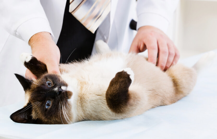 врач осматривает животное, аккуратно держит его за грудь/живот